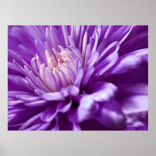 Póster Poster abstracto de la flor púrpura (Frente)