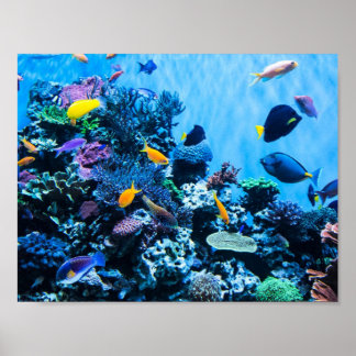 Póster Poster acuario