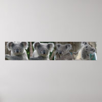 Poster Adopta A Koala Australia