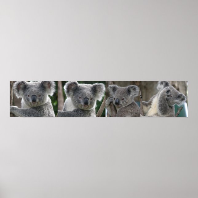 Póster Poster Adopta A Koala Australia (Frente)
