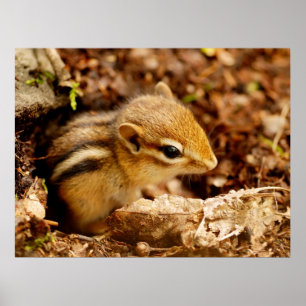 Póster Poster Adorable de Chipmunk