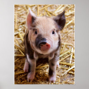 Póster Poster Adorable Piglet
