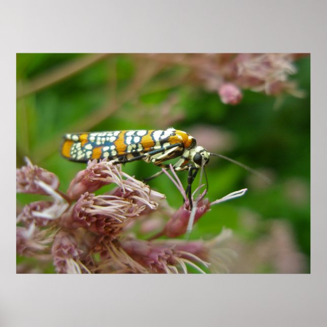 Póster Poster Ailanthus Webworm Moth (Atteva punctella) (Frente)