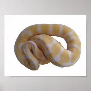 Póster Poster Albino Ball Python