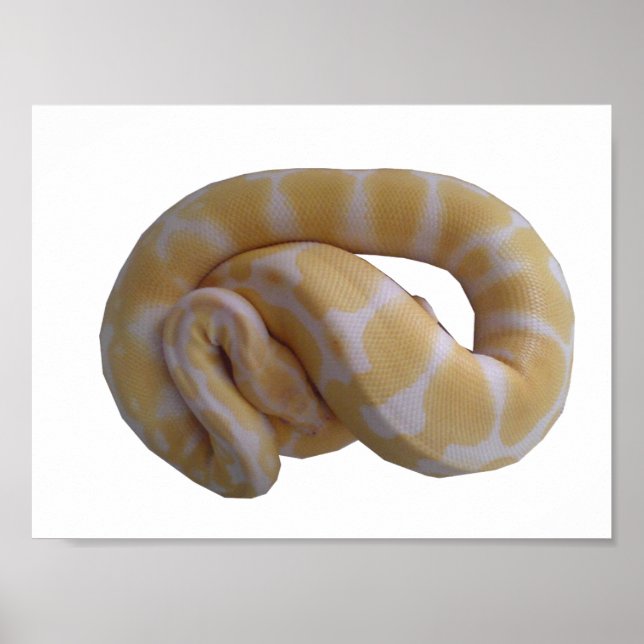 Póster Poster Albino Ball Python (Frente)