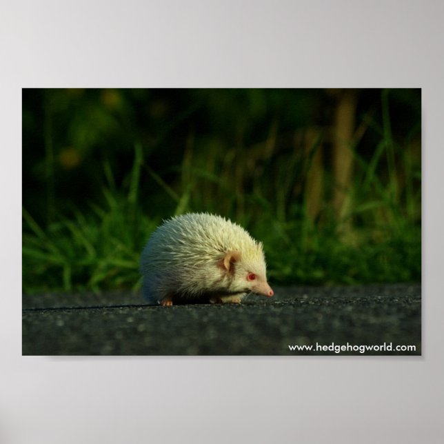 Póster Poster Albino hedgehog (Frente)