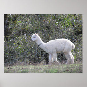 Póster Poster - Alpaca blanca