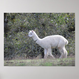 Póster Poster - Alpaca blanca