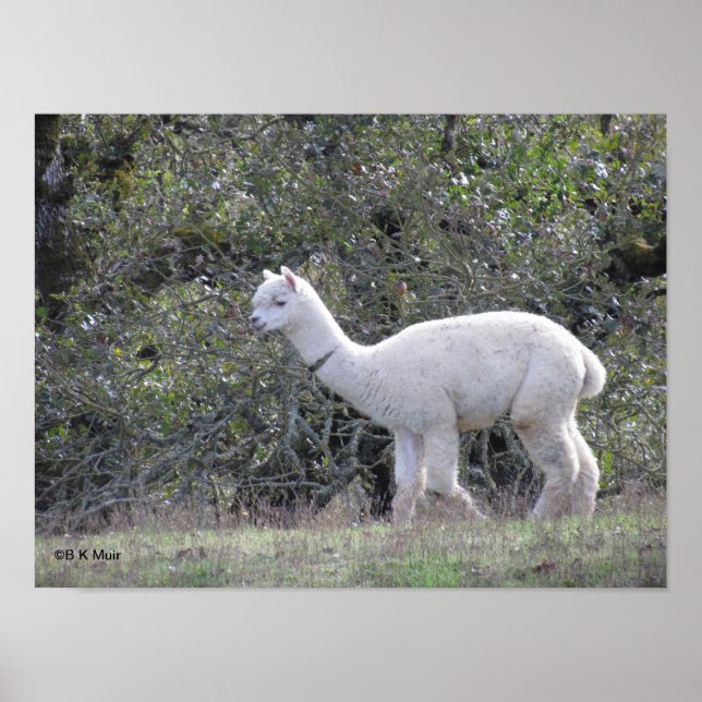 Póster Poster - Alpaca blanca (Frente)