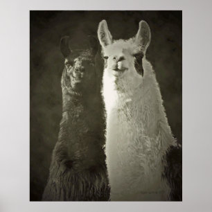Póster poster alpacas