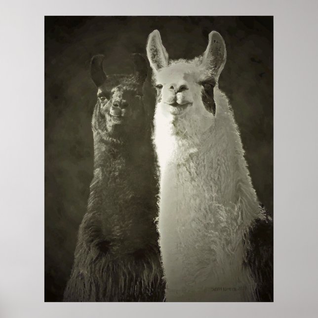 Póster poster alpacas (Frente)
