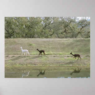 Póster Poster - Alpacas en la colina