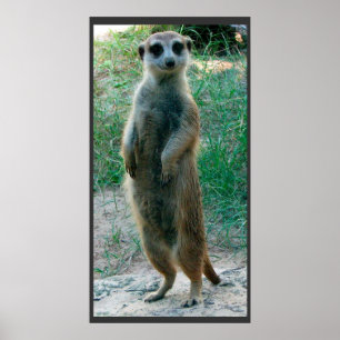 Póster Poster alto de Meerkat