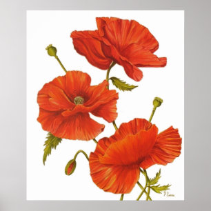 Póster Poster - amapolas en blanco