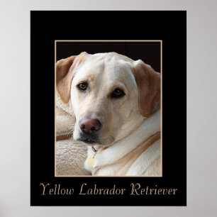 Póster Poster amarillo criado puro del labrador retriever