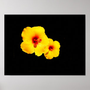 Póster Poster amarillo de Hibiscus
