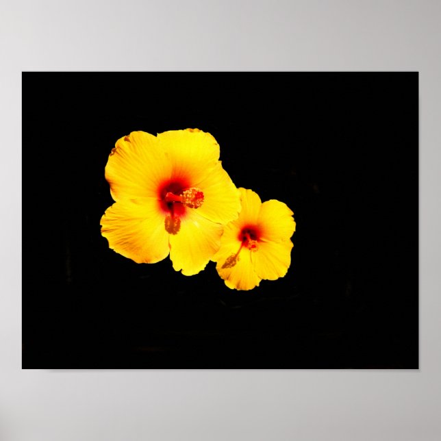 Póster Poster amarillo de Hibiscus (Frente)