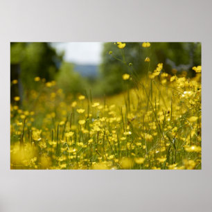 Póster Poster amarillo del campo de flor