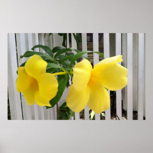 Póster Poster amarillo del Mandevilla