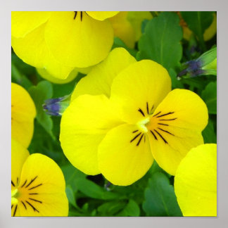 Póster Poster Amarillo Johnny Jump Up Imprimir