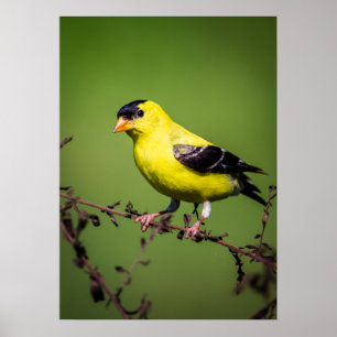 Póster Poster americano del Goldfinch