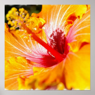 Póster Poster anaranjado del hibisco