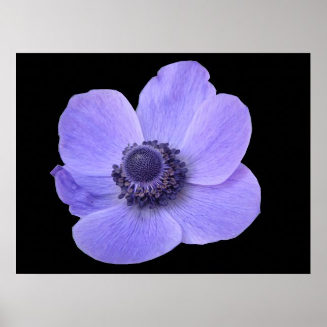 Póster Poster Anemone Azul (Frente)
