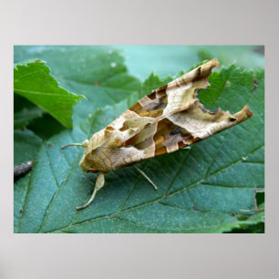 Póster Poster Angle Shades Moth