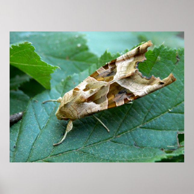 Póster Poster Angle Shades Moth (Frente)