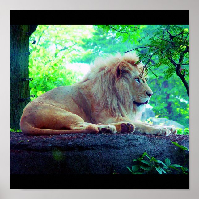 Póster Poster-Animales-27 (Frente)