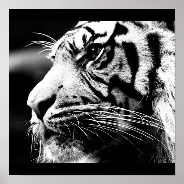 Póster Poster-Animales-40 (Frente)