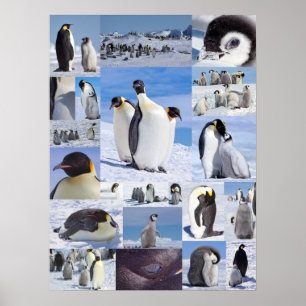 Póster Poster antártico del collage del pingüino de