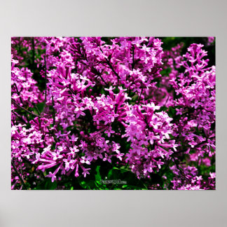 Póster Poster - Antiguo Purple Lilacs en el Parque Highla