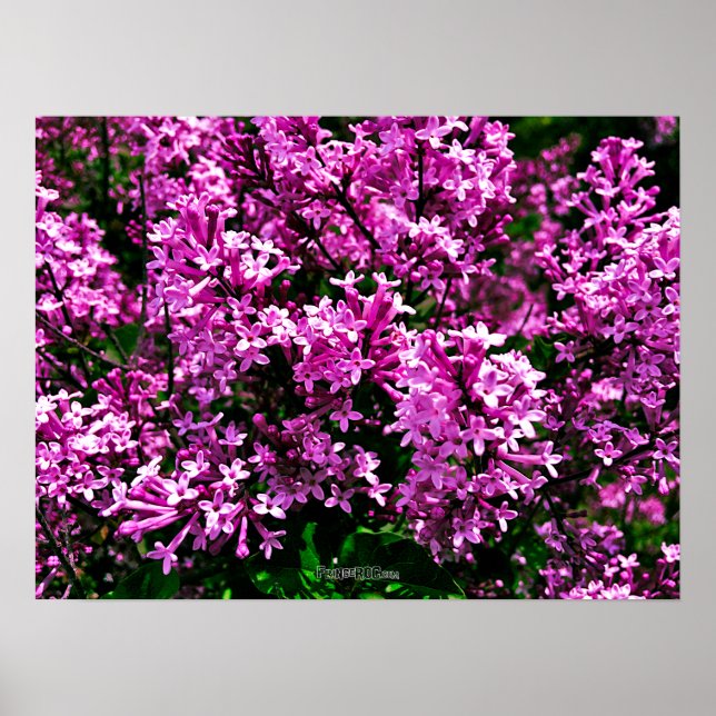 Póster Poster - Antiguo Purple Lilacs en el Parque Highla (Frente)