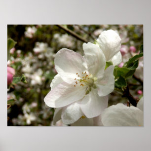 Póster Poster Apple Blossom