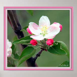 Póster Poster Apple Blossom; Impresionista de color de ag