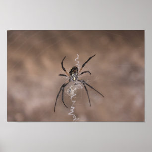 Póster Poster araña