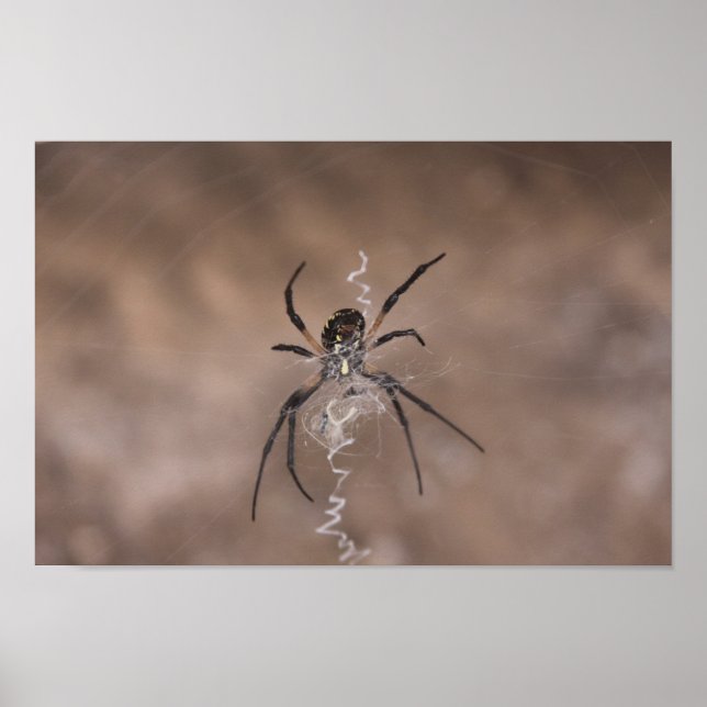 Póster Poster araña (Frente)