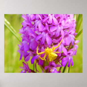 Póster Poster Araña de Cangrejo Amarillo