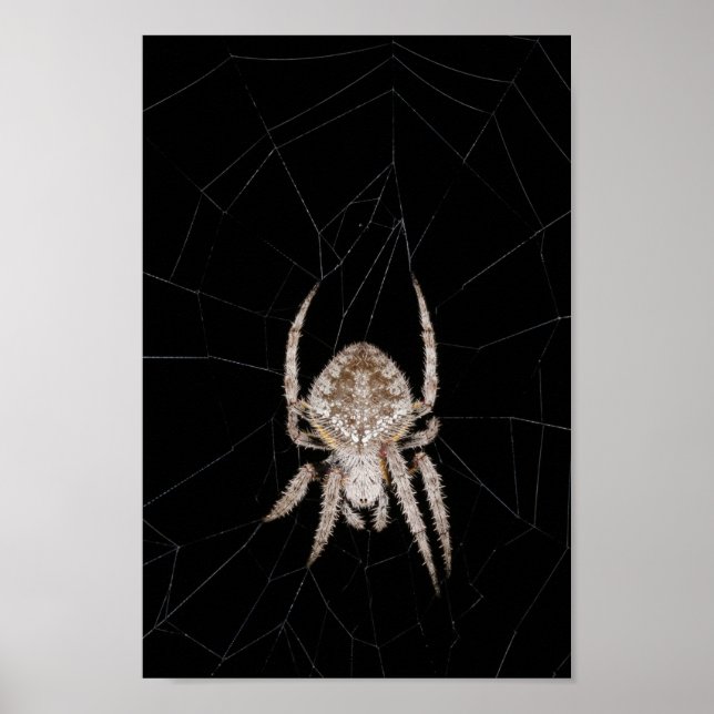 Póster Poster araña de tejedor de orb (Frente)