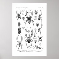 Poster - Arañas Estadounidenses