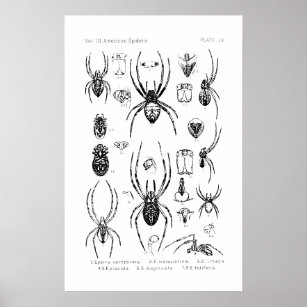 Póster Poster - Arañas Estadounidenses
