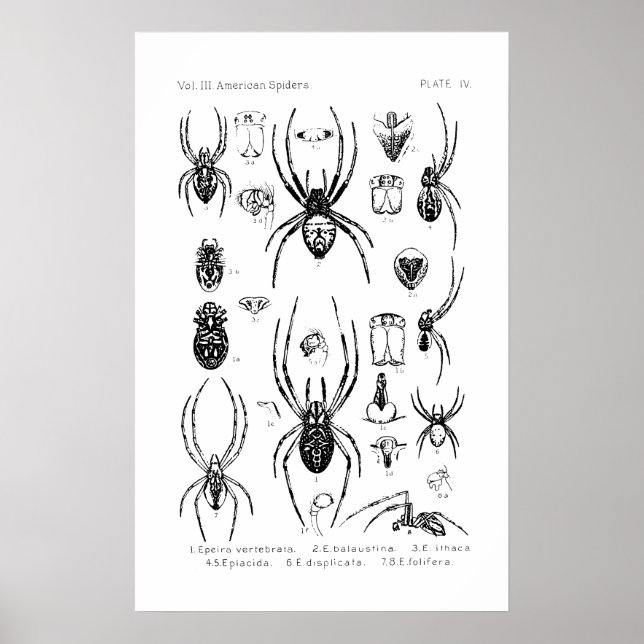 Póster Poster - Arañas Estadounidenses (Frente)