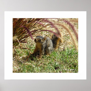 Póster Poster - ardilla curiosa