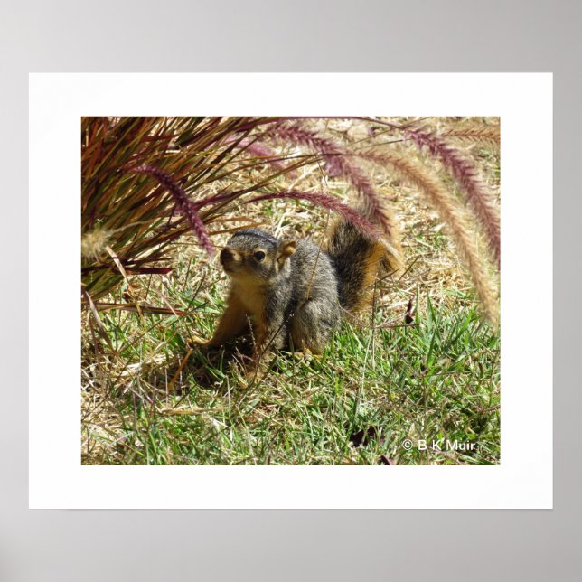 Póster Poster - ardilla curiosa (Frente)