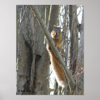 Póster Poster - Ardilla en el árbol
