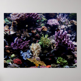 Póster poster - arrecife de coral