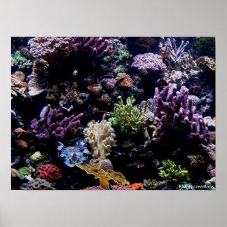 Póster poster - arrecife de coral