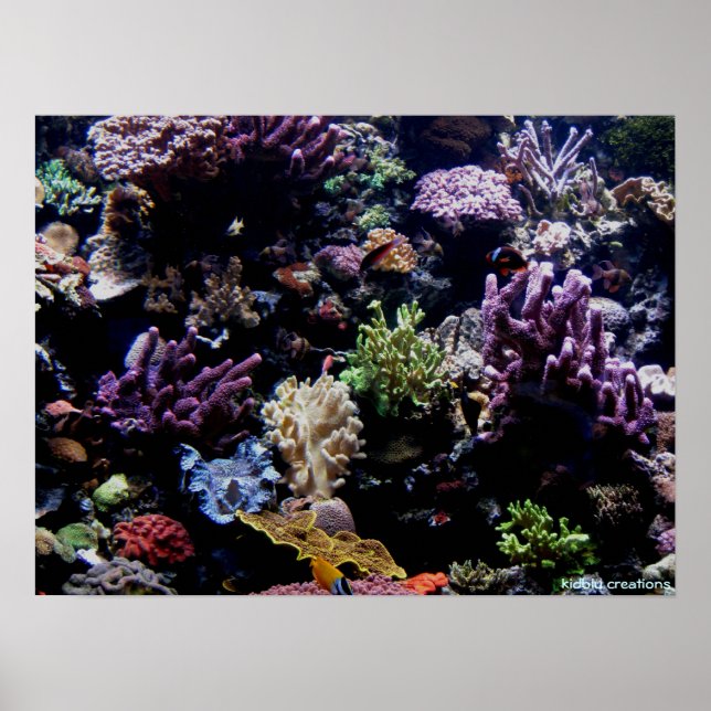 Póster poster - arrecife de coral (Frente)