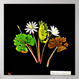 Póster Poster-Arte Botánico-Mary Delany 14